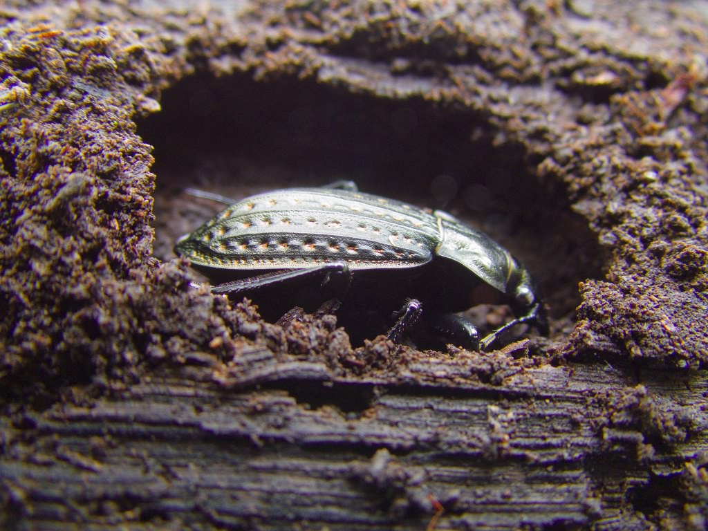 clatratus Linnaeus, 1761